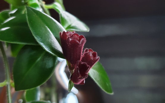 Что такое профессиональный уход за растениями и почему он так важен?