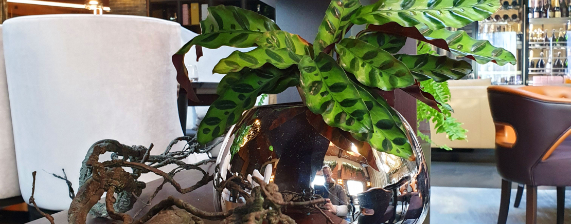 Растения для офиса – как выбрать, куда их поставить и почему это стоит сделать?