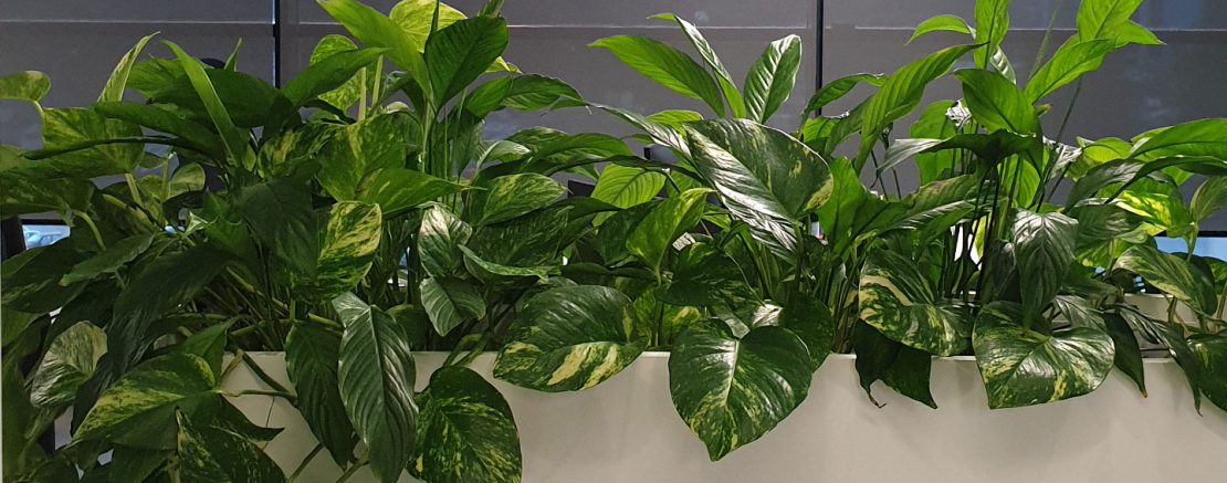Зелень в офисе: Дань моде или необходимость? Отвечают ученые и психологи.