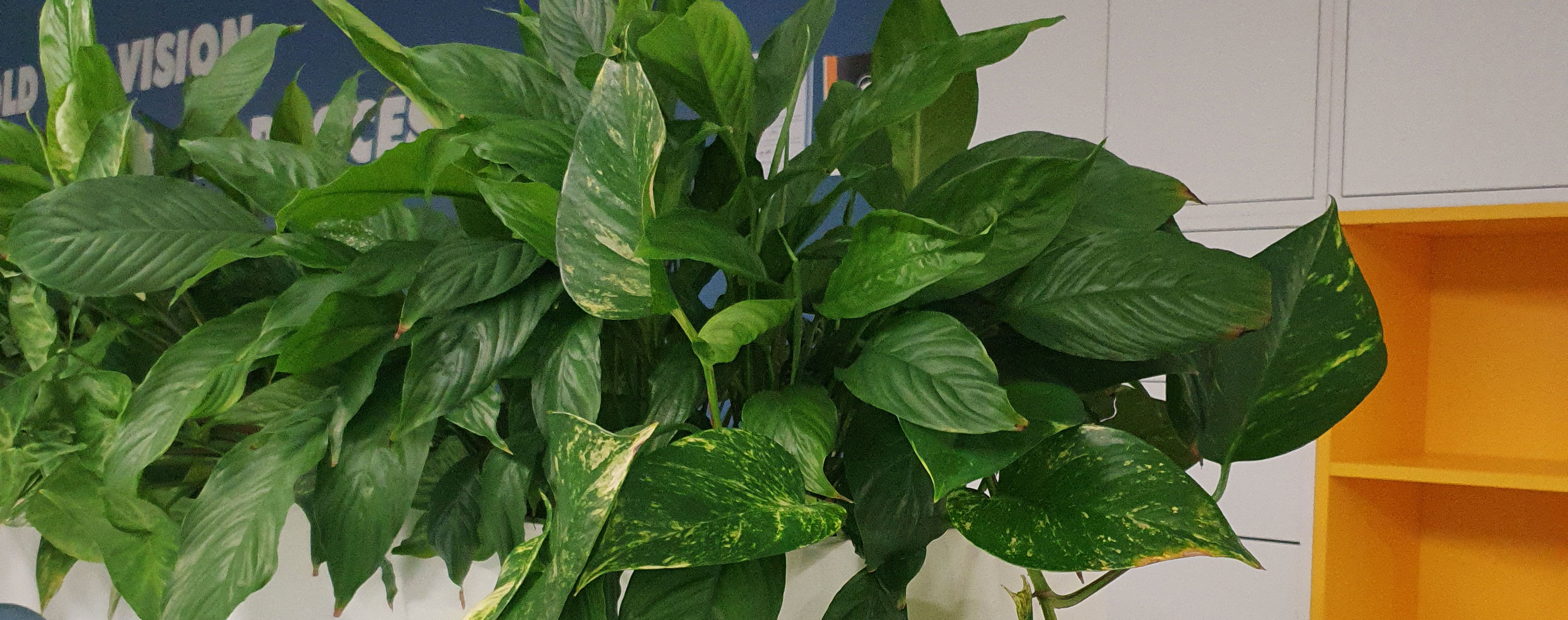 Dynamic Content Image