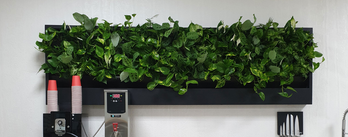 14.	Какие растения лучше всего подходят для вертикального озеленения в офисе с плохим освещением?