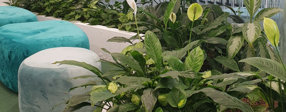 Как зелень влияет на наше здоровье и самочувствие?