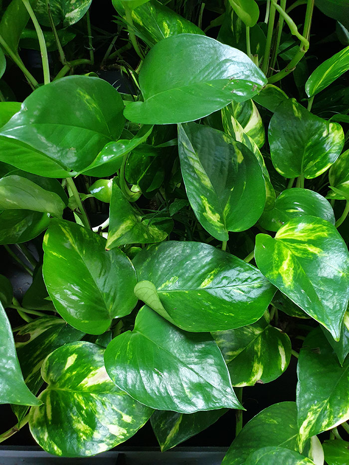 Растения для офиса, зонирование живыми растениями Растения для офиса, зонирование живыми растениями