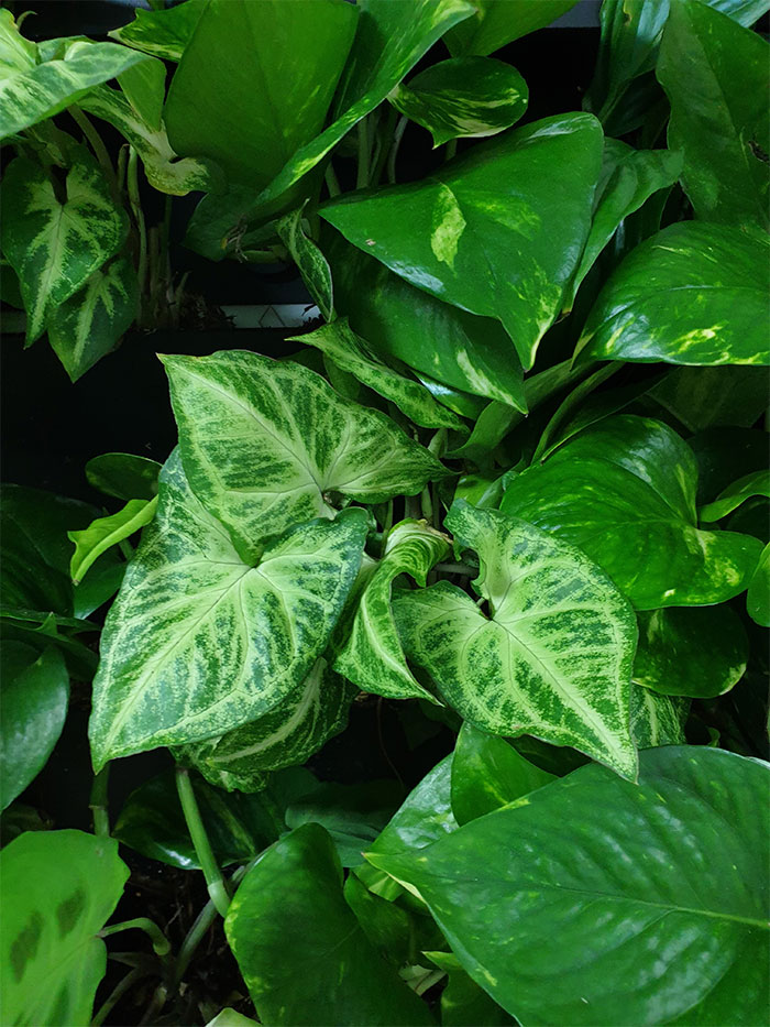 Вертикальное озеленение г. Минск, растение Сингониум. Вертикальное озеленение г. Минск, растение Сингониум.