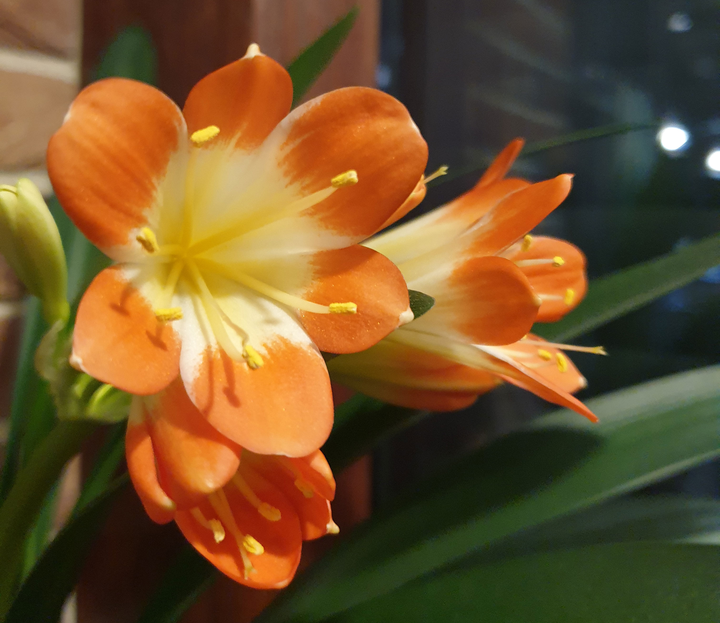 Ресторан, Кливия. г. Минск, Plantarium.by Уход за растениями в офисе