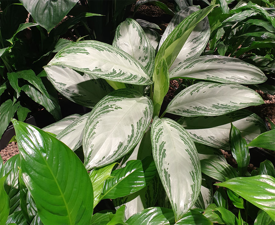 Вертикальное озеленение. Офис г. Минск, Plantarium.by Image