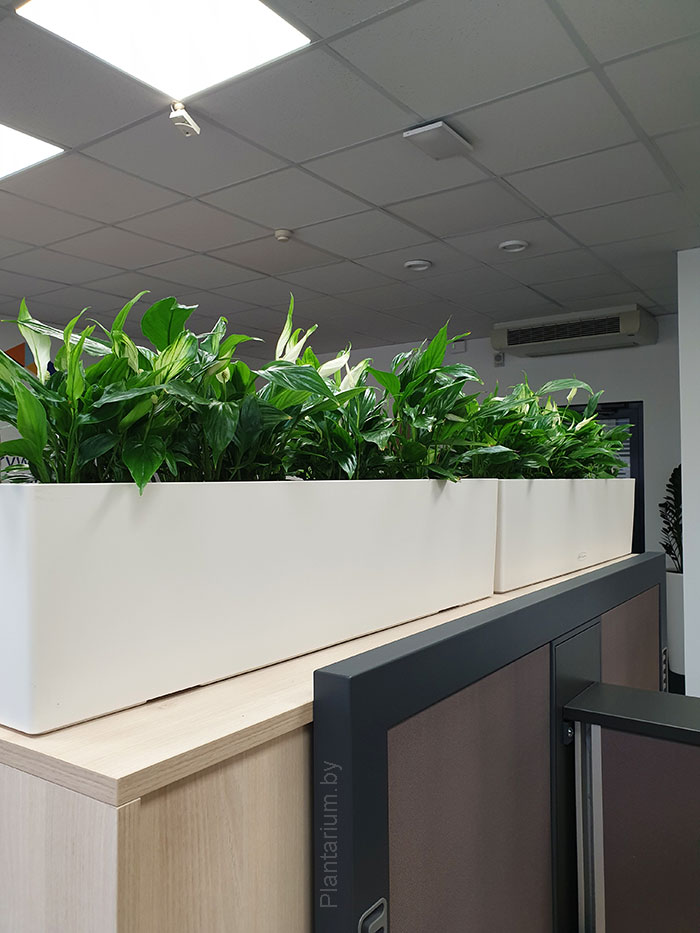 Dynamic Content Image