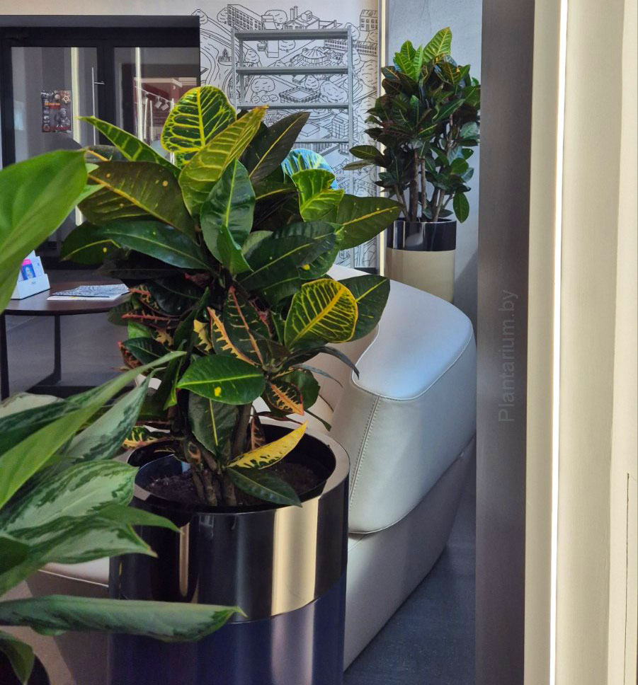 Dynamic Content Image