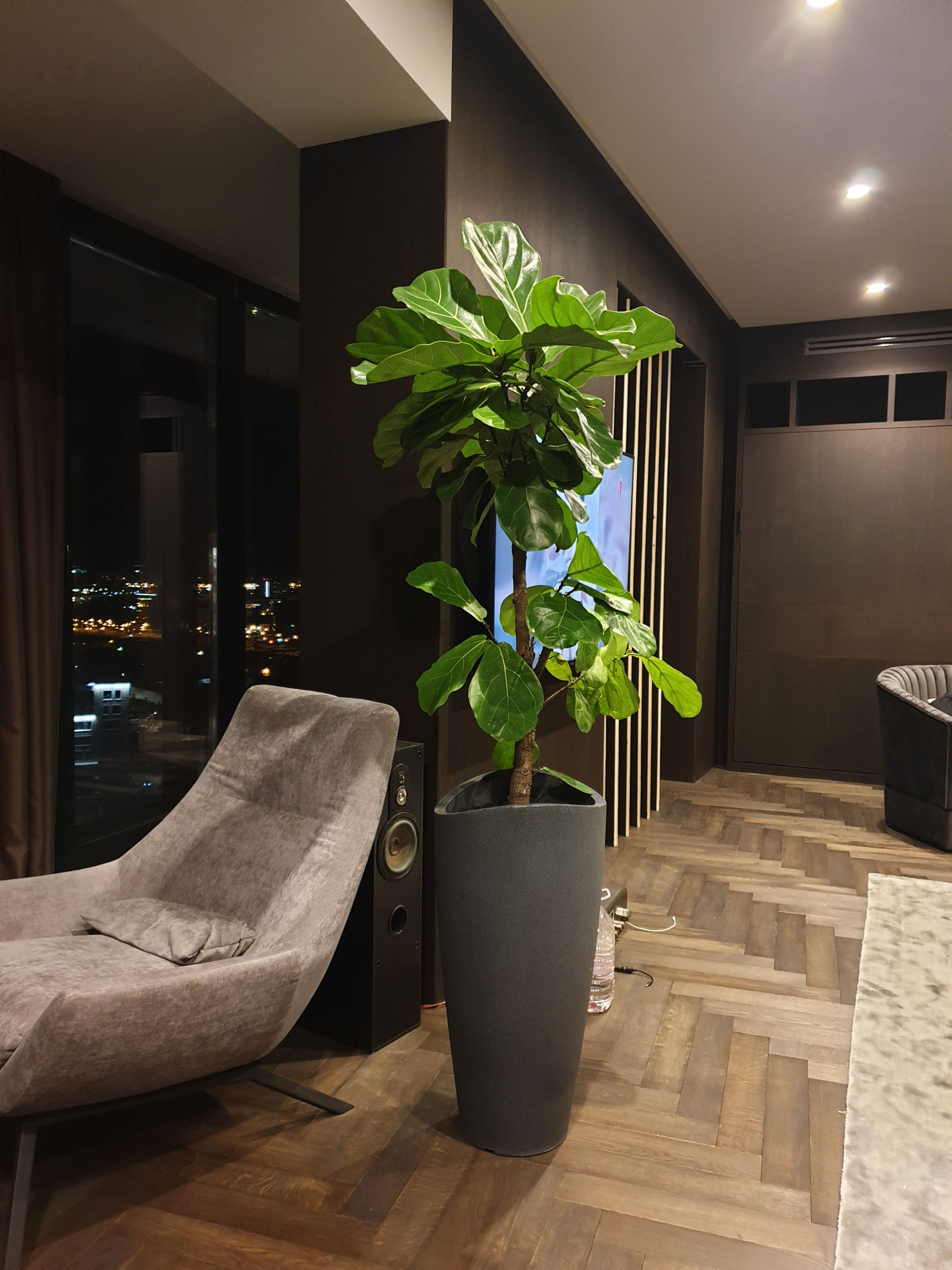 Dynamic Content Image