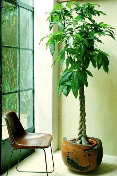 Пахира. Pachira растение для офиса