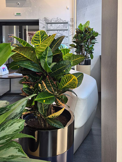 Растение Нолина для офиса