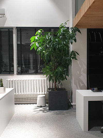 Пахира. Pachira растение для офиса