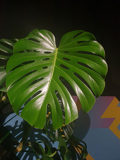 Монстера для офиса