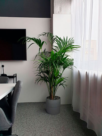 Растение Ховея для офиса