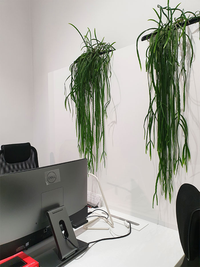 Dynamic Content Image