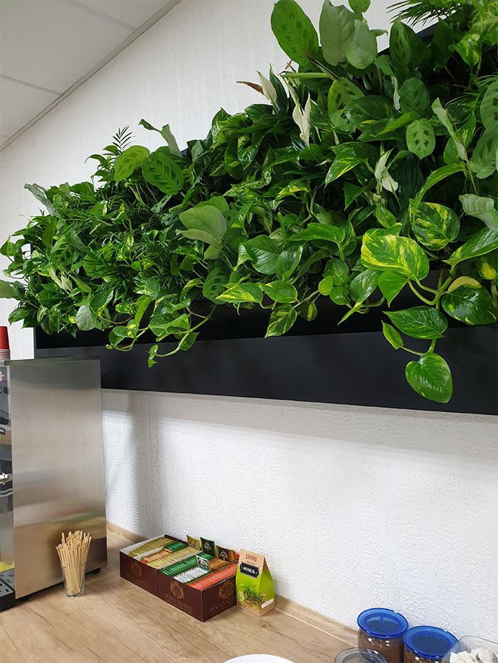 Dynamic Content Image