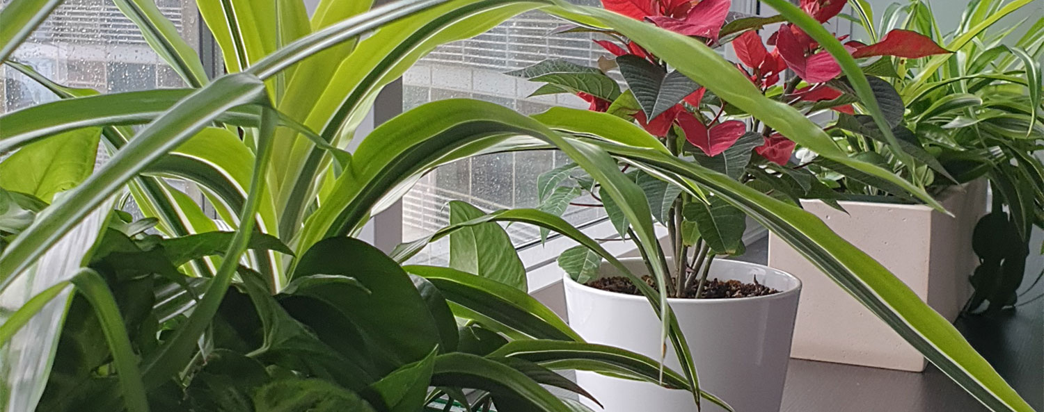 Dynamic Content Image