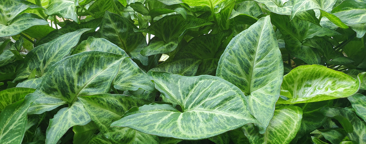 Dynamic Content Image