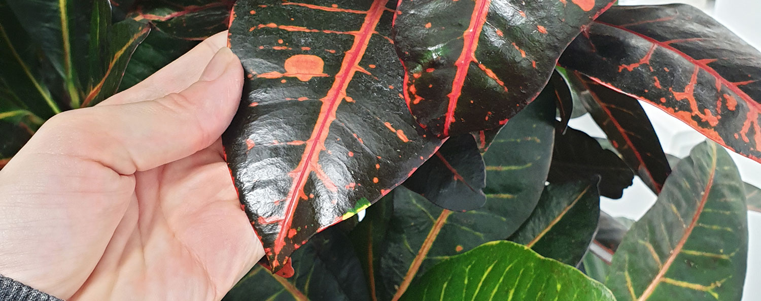 Dynamic Content Image